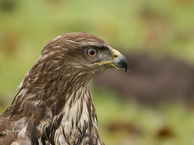 Buteo buteo Buizerd Common Buzzard